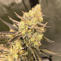 Auto Chere Feminised Silver Seeds