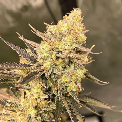 Auto Chere Feminised Silver Seeds
