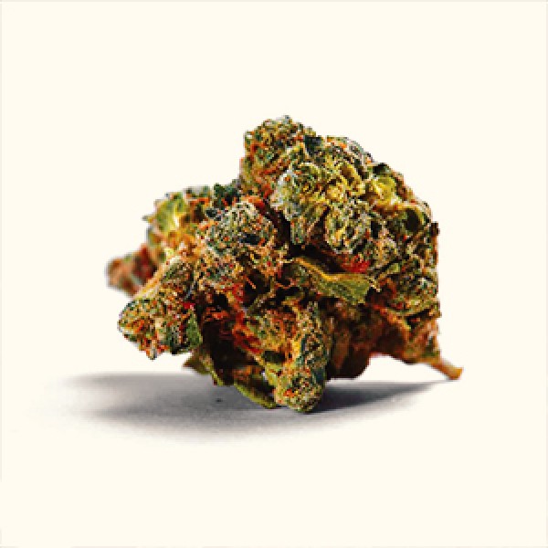 Auto Cream Caramel Feminised Gold seeds