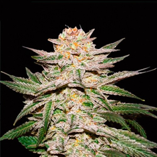 Auto Cream Caramel Feminised Gold seeds
