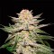 Auto Cream Caramel Feminised Gold seeds