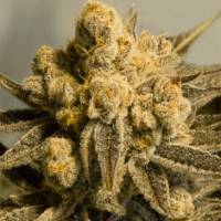 Auto Critical Glue Feminised Silver Seeds