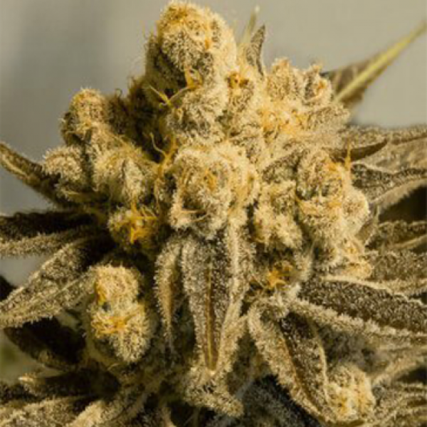 Auto Critical Glue Feminised Silver Seeds