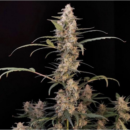 Auto Critical Original Feminised Silver Seeds