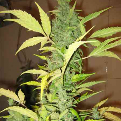 Auto Demolisher Feminised Silver seeds