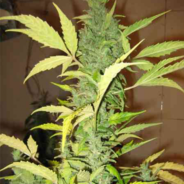 Auto Demolisher Feminised Silver seeds