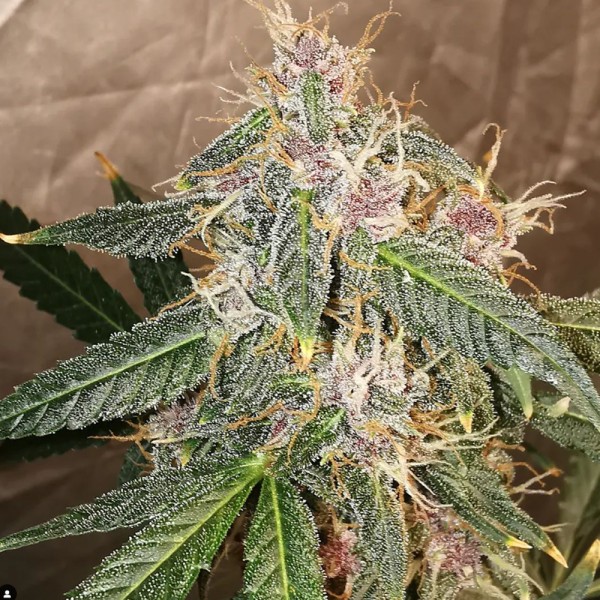 Auto Destroyer Feminised Silver Seeds