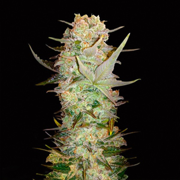 Auto Durban Poison Feminised Gold seeds