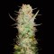 Auto Durban Poison Feminised Gold seeds