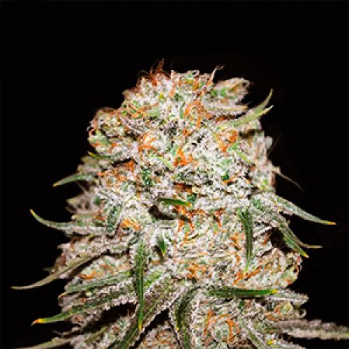 Auto Easy Ryder Feminised Gold seeds