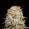 Auto Easy Ryder Feminised Gold seeds