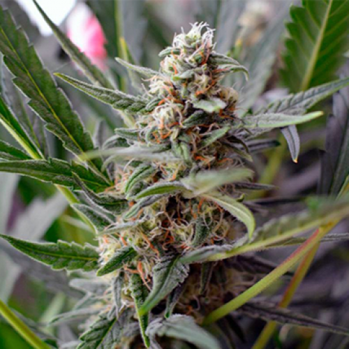 Auto Euforia Feminised Silver Seeds