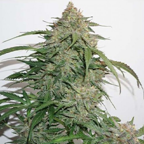 Glueberry OG Feminised Silver