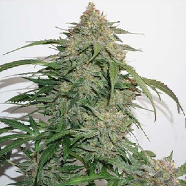 Glueberry OG Feminised Silver