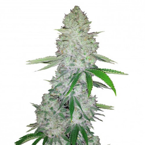 Auto Gorilla (Gorilla Glue) Feminised seeds
