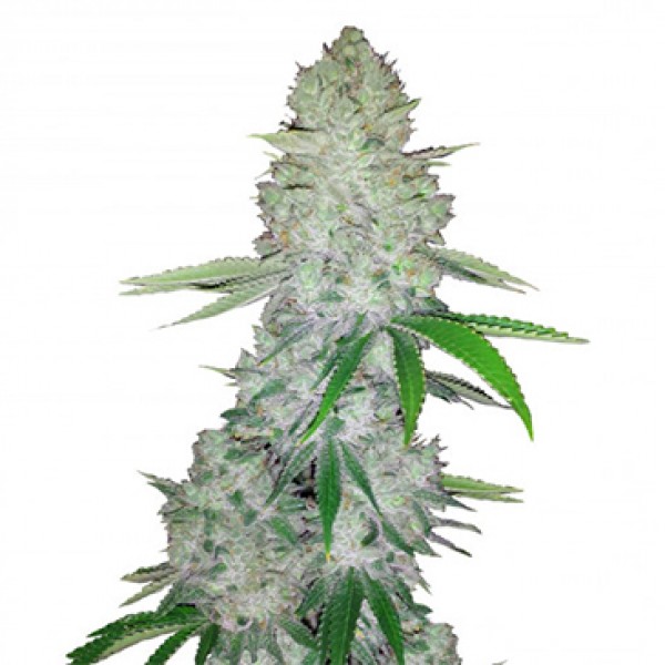 Auto Gorilla (Gorilla Glue) Feminised seeds