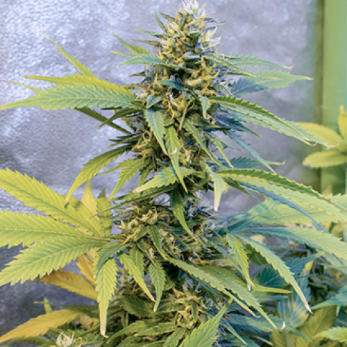 Auto Lemon Kix Feminised Silver Seeds