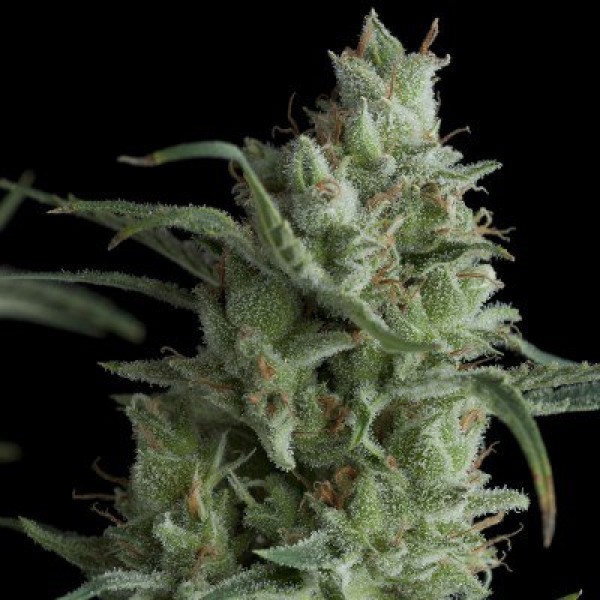 Auto Lemon Kix Kix Feminised Silver Seeds