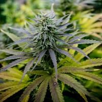 Auto Lemon Kush Feminised Silver Seeds