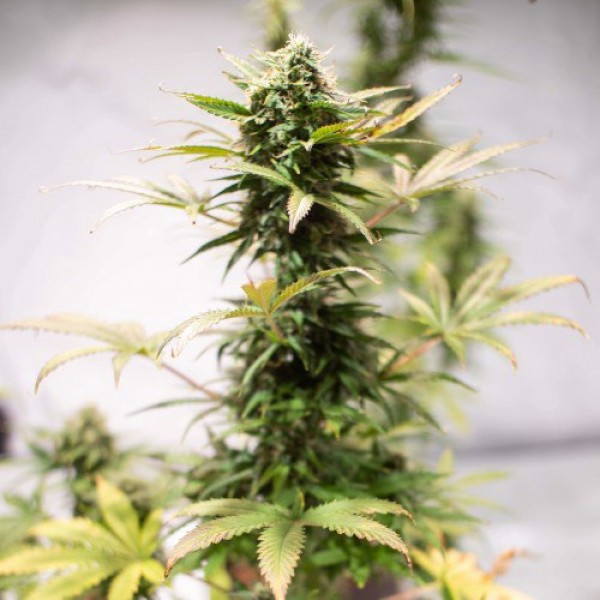 Auto Mandarine Feminised Silver Seeds