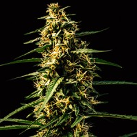 Auto Mandarine Feminised Gold seeds