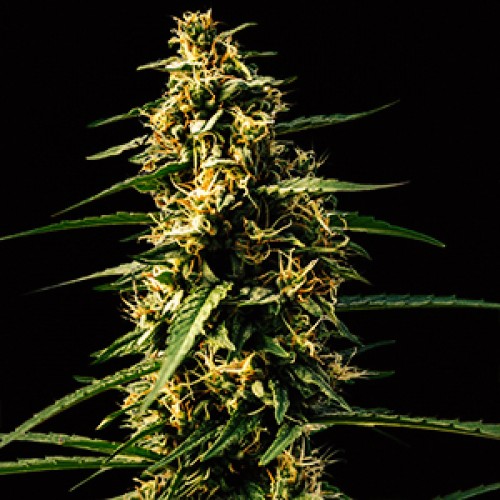 Auto Mandarine Feminised Gold seeds
