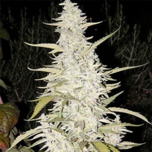 Auto Maroc Feminised Gold seeds