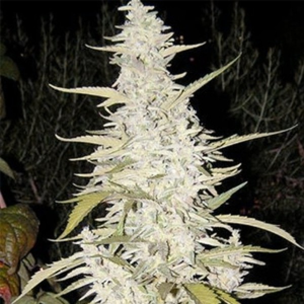Auto Maroc Feminised Gold seeds