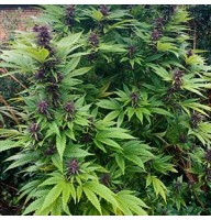 Auto Maroc Purple Feminised Gold seeds