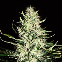 Auto Mazar Feminised Gold seeds