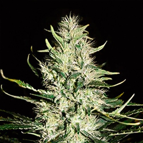 Auto Mazar Feminised Gold seeds