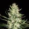 Auto Mazar Feminised Gold seeds