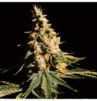 Auto Mintz Feminised Gold seeds