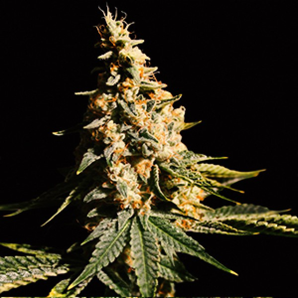 Auto Mintz Feminised Gold seeds