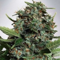 Auto Mix (LSD&Big Bud) Feminised Silver Seeds