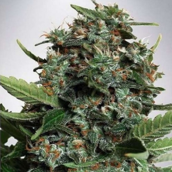 Auto Mix (LSD&Big Bud) Feminised Silver Seeds