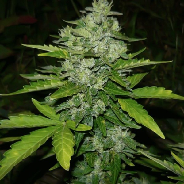 Auto Porten Lights Feminised Silver Seeds