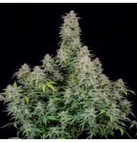 Auto Runtz Feminised Silver seeds