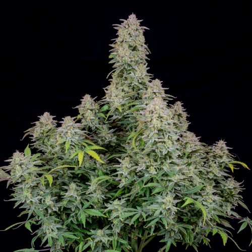 Auto Runtz Feminised Silver seeds