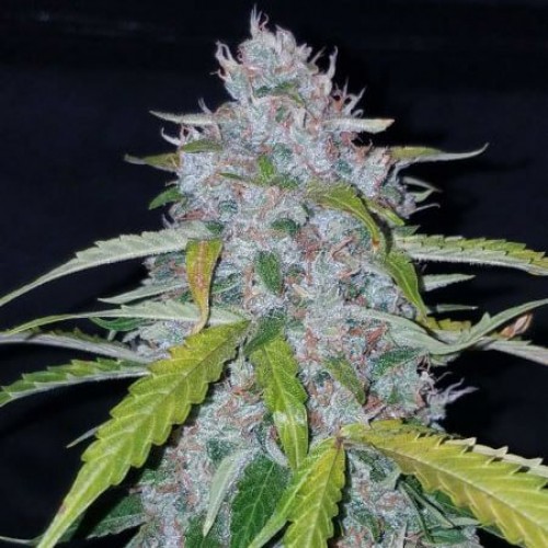 Auto Six Shooter Feminised Silver Seeds