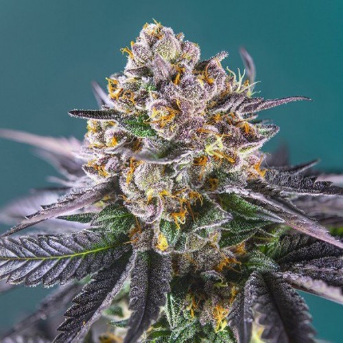 Auto Strawberry Feminised Silver Seeds