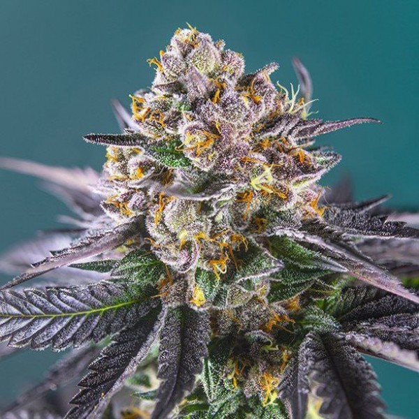 Auto Strawberry Feminised Silver Seeds