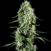 Auto Super Bud Feminised Silver Seeds