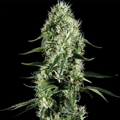 Auto Super Bud Feminised Silver Seeds