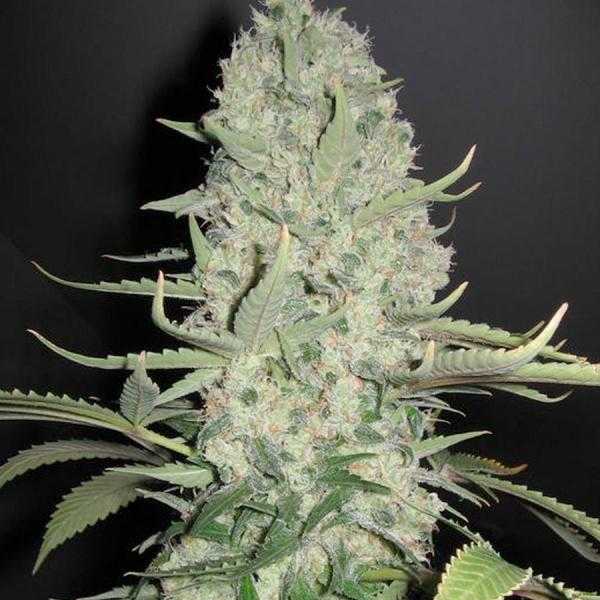 Auto Super Bud Feminised Gold Seeds