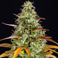 Auto Watermelon Zkittlez Feminised Silver Seeds