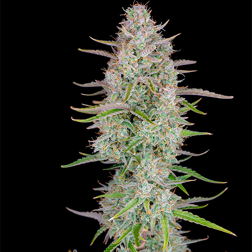 Auto Wedding Cheesecake Feminised Silver seeds
