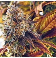 Auto Gagarin Silver seeds regular