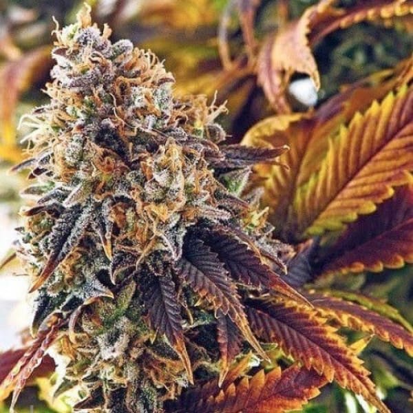 Auto Gagarin Silver seeds regular