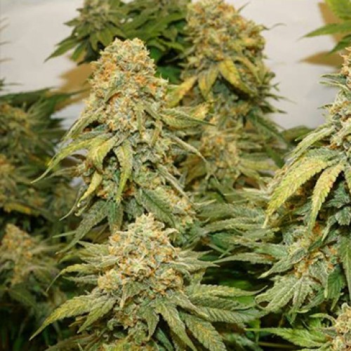 Banana Blaze Feminised Silver